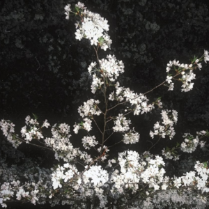 THE ALCHEMIST'S DINNER PARTY - 22nd March 26