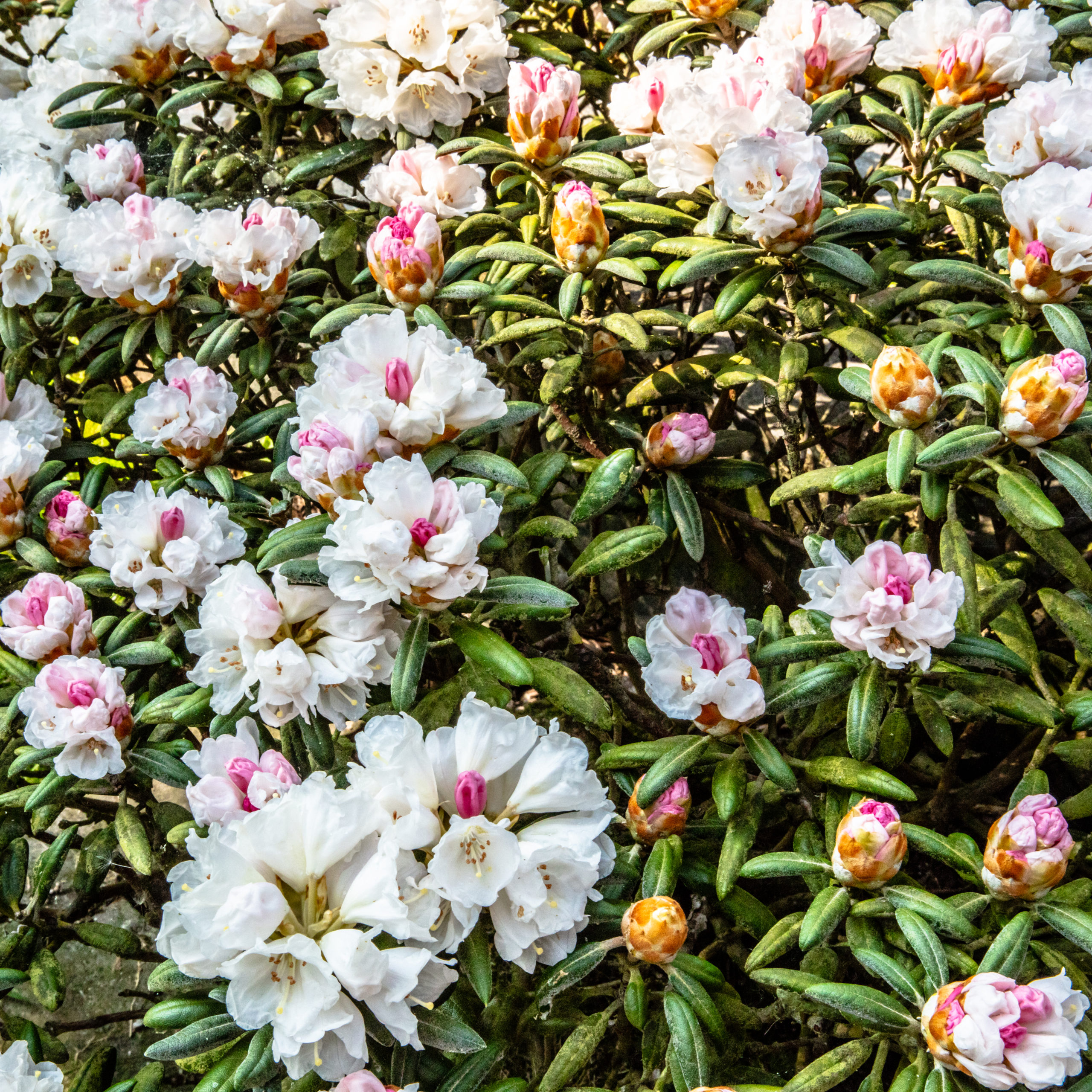 DUTCH HORMONE PACKAGE